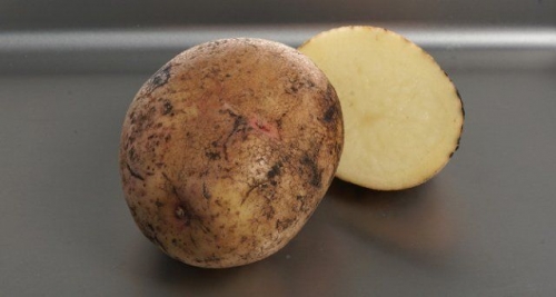 50 сортов картофеля для пюре, жарки, запекания и картошки фри