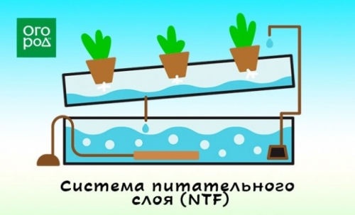 Гидропоника "для чайников" – что это такое и зачем оно дачнику