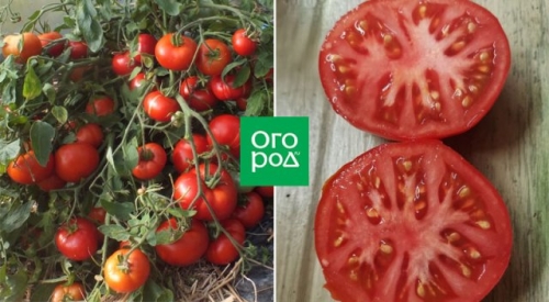 Справится даже начинающий: некапризные сорта и гибриды томатов для дачников-новичков