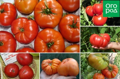 Самые сладкие и сочные: 15 сортов и гибридов томатов, которые вкуснее всего есть свежими