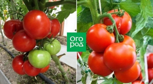 Справится даже начинающий: некапризные сорта и гибриды томатов для дачников-новичков