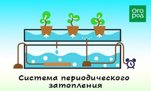 Гидропоника "для чайников" – что это такое и зачем оно дачнику