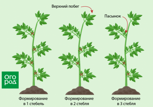 Вредные советы: 7 вещей, которые не стоит делать с томатами в теплице