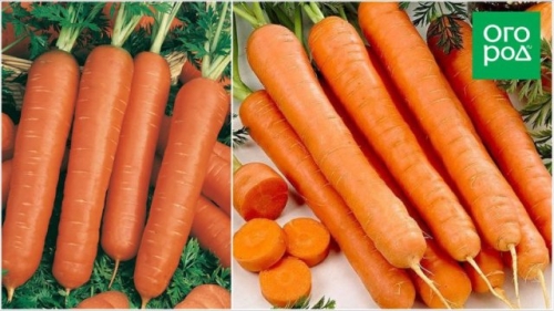 Погрызть уже в июне – самые ранние и скороспелые сорта и гибриды моркови