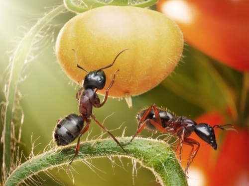 Муравейники в теплице: как избавиться от насекомых и не навредить зреющему урожаю