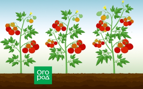 Формирование детерминантных томатов: нужно или нет?