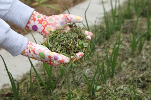 Куда девать скошенную газонную траву: 5 полезных решений