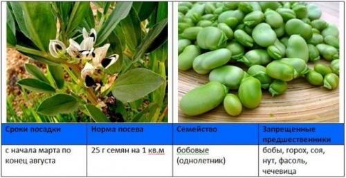 Когда и как правильно сеять сидераты – вся информация в одной статье